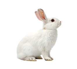 Obraz premium Fluffy White Rabbit Sitting and Looking Up - Adorable and Gentle Expression. PNG file for mock-up.
