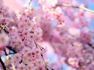 4月に咲いた濃いピンク色のサクラ「ヤエベニシダレ（八重紅枝垂）」
