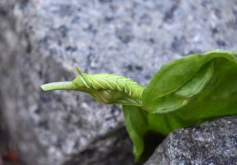 Green Tomato Hornworm on a Green Leaf