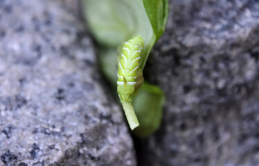 Green and White Tomato Hornworm Caterpillar on a Leaf