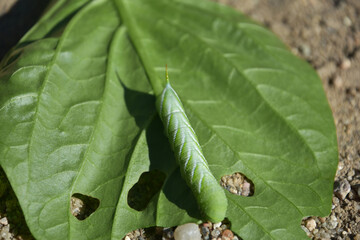 Tomato Hornworm Caterpillar Creeping on a Leaf