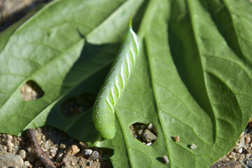 Green White Striped Caterpillar on a Leaf