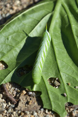 Up Close Look at a Tomato Hornworm on a Leaf
