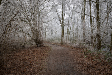 Waldweg im Winter durch das Große Torfmoor