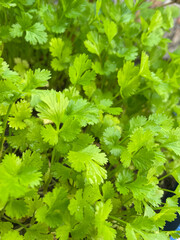 Coriander plant image photography in garden