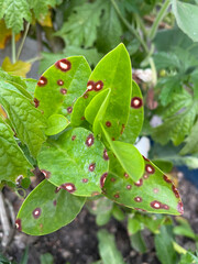 malabar spinach leaf spot disease photo