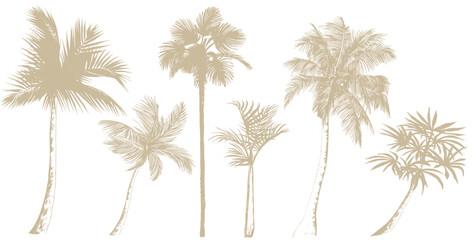 Set of tropical palm trees. Vector botanical elements isolated on a white background.
