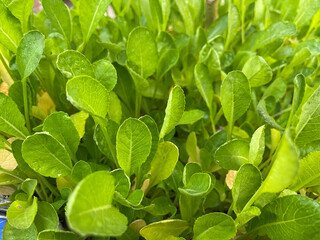 radish leaf  image in garden