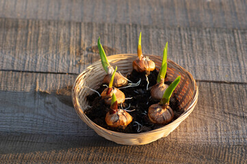 Sprouted Gladiolus Bulbs in Wicker Basket on Wooden Table