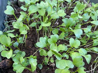 arugula seedlings image photography