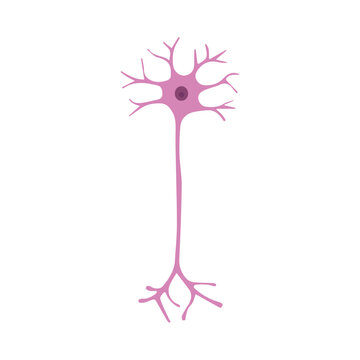 multipolar neuron colored
