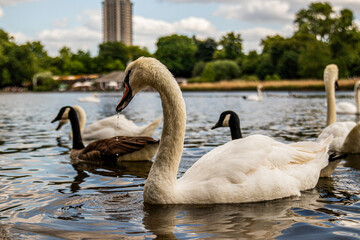 BIRDS IN THE PARK IN LONDON