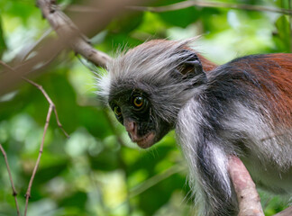 Zanzibar red colobus monkey in Jozani forest