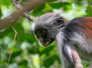Selbstklebende Fototapeten Zanzibar red colobus monkey in Jozani forest © Anna