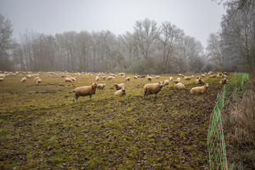 Eine Schafherde im Winter bei Frost und Nebel auf der Weide