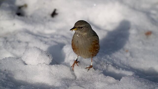 Small bird Alpine Accentor (Prunella collaris) in the snow.