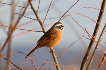 澄み切った青空を背景に歌うホオジロ