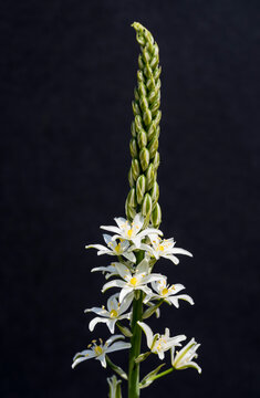 isolated ornithogalum pyramidale plant with flowers on black