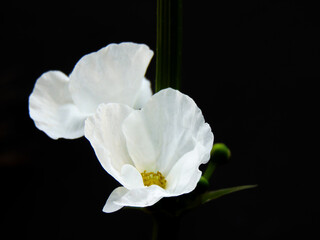 White petals of Echinodorus palaefolius