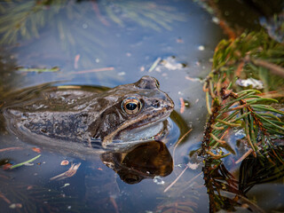 Close-Up of a Frog in a Natural Pond