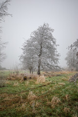 Baum im Januar von Frost überzogen