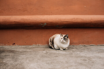 Fototapeta premium white and gray cat sits on cement