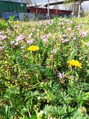 Urban field filled with yellow dandelion