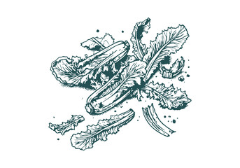 Lettuce Leftover Waste Hand Drawn Sketch Illustration Vector Isolated