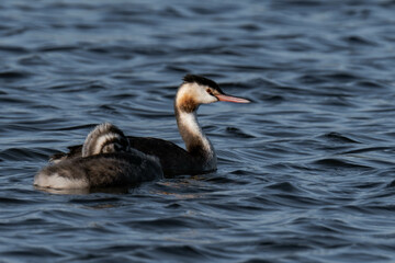 Great crested grebe adult (Podiceps cristatus).