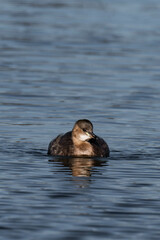 Little grebe (Tachybaptus ruficollis), also known as dabchick
