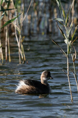 Little grebe (Tachybaptus ruficollis), also known as dabchick