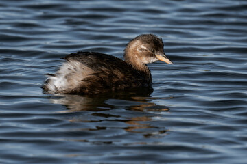 Little grebe (Tachybaptus ruficollis), also known as dabchick