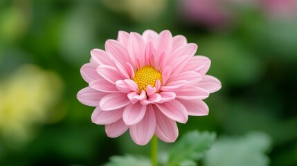 Obraz premium A close-up of a pink chrysanthemum flower surrounded by green foliage.