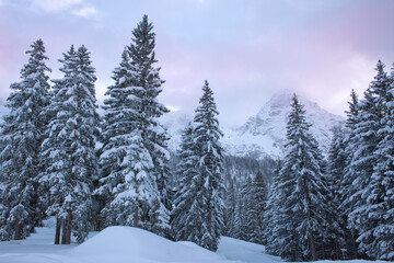 Winter landscape with snow-covered pine trees in the Alps.
