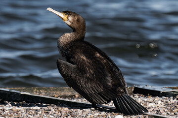 Cormorant standing in the sunlight on a lake