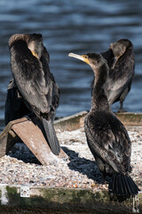 Cormorant standing in the sunlight on a lake