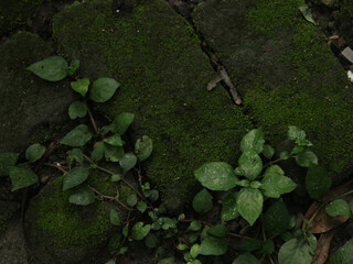 Moss-Covered Ground
