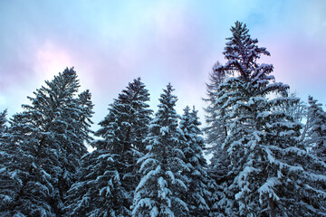 Frozen fir trees after a snowfall on a cold winter day in the forest.