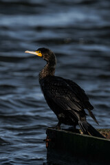 Cormorant standing in the sunlight on a lake