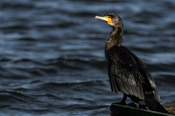 Cormorant standing in the sunlight on a lake