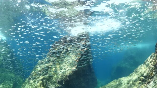 silversides atherinas sun shine and beams underwater silverside fish school Atherina boyeri