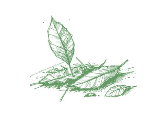 Dry Leaf Waste Hand Drawn Sketch Illustration Sketch