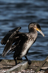 Cormorant standing in the sunlight on a lake