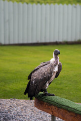 Portrait of a Vulture