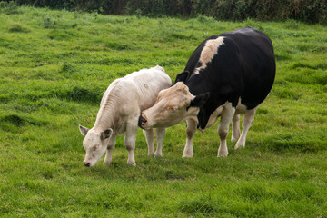 A cow and her calf