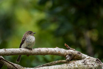 African dusky flycatcher, dusky-brown flycatcher or dusky alseonax (Muscicapa adusta), perched on a branch. Betty's (Bettys) Bay. Whale Coast. Overberg. Western Cape. South Africa.