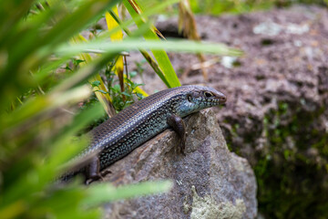 Garden Skink (Lampropholis guichenoti) Taking a Sun Bath on a Stone between Blades of Grass, Queensland, Australia 
