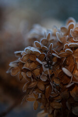 Frozen Flowers on a winter morning , Book cover, winter scenery,  freezing,  Hoarfrost, hydrangea, macro photo
