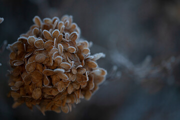 Frozen Flowers on a winter morning , Book cover, winter scenery,  freezing,  Hoarfrost, hydrangea, macro photo
