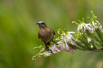 A Cape sugarbird (Promerops cafer) feeding on nectar on a Nine-pin heath or rooiklossieheide (Erica mammosa). Betty's (Bettys) Bay. Whale Coast. Overberg. Western Cape. South Africa.